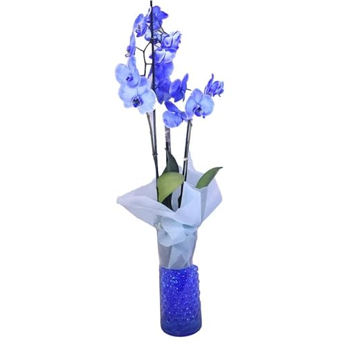 Orquídea Color Azul de Interior - DECOALIVE - Planta Natural - Phalaenopsis - Flores Azul Eléctrico