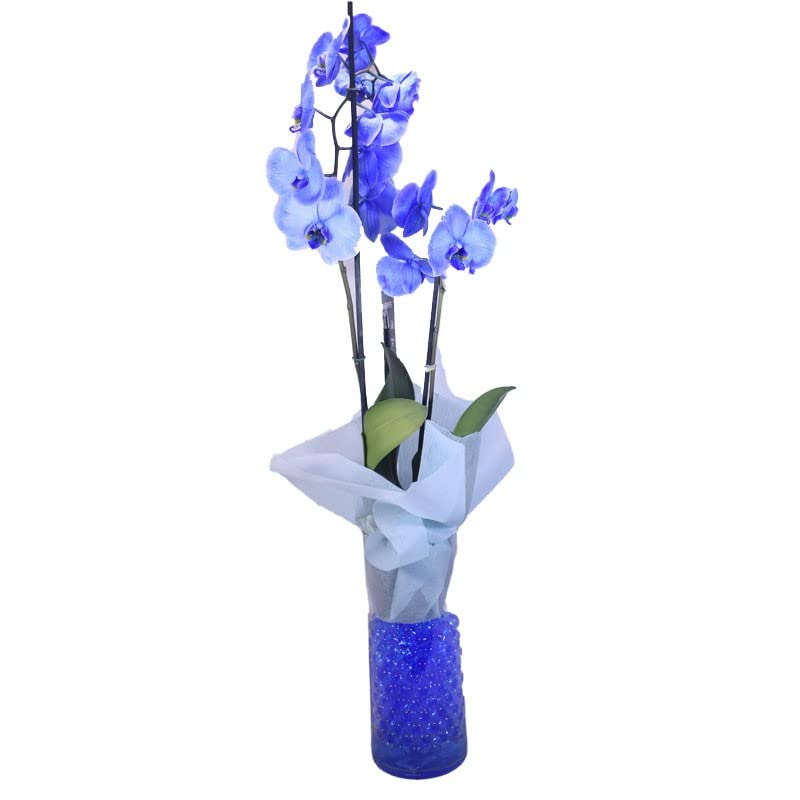 Orquídea Color Azul de Interior - DECOALIVE - Planta Natural - Phalaenopsis - Flores Azul Eléctrico