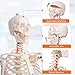 Life Size Posable Skeleton for Anatomy, 70.8'' Human Skeleton Bones Full Size Skeleton Model with Nervous System & Carotid Artery, Medical PVC Anatomy Skeleton Model W/Rolling Stand for Study Display