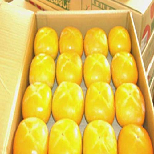 【和歌山県産】 訳あり 種なし柿 大玉サイズ 24〜36玉 約7.5kg