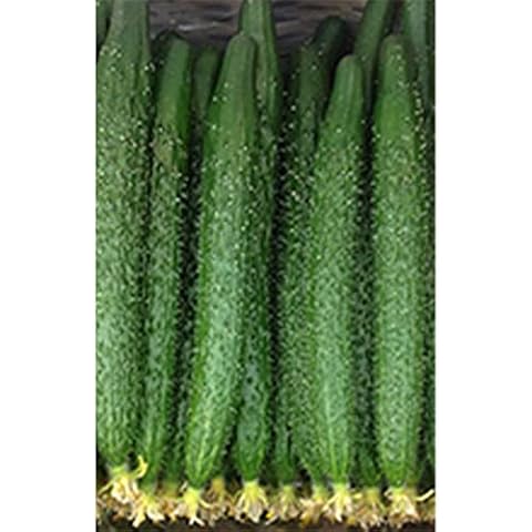 Kitazawa China Long Cucumber Seeds Cover