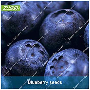 Vistaric ZLKING 100 Unids Blueberry Fruit Seeds Bonsai Comida China Dulce Nutritiva Fácil Crecer No GMO Semillas de Fruta Dulce Orgánica Planta