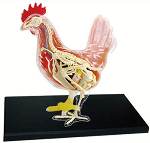 Anatomisches Tiermodell – Anatomisches Modell Huhn, abnehmbare 32 wissenschaftliche anatomische Tierteile – für medizinisches Ausbildungsmodell in der Tierbiologie