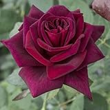 Rose Barni