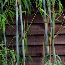 Creative Farmer Robusta Bamboo Seeds (Fargesia Robusta) Fresh Imported Bamboo Seeds Garden Pack (B075PX2GWV) Amazon Price History, Amazon Price Tracker