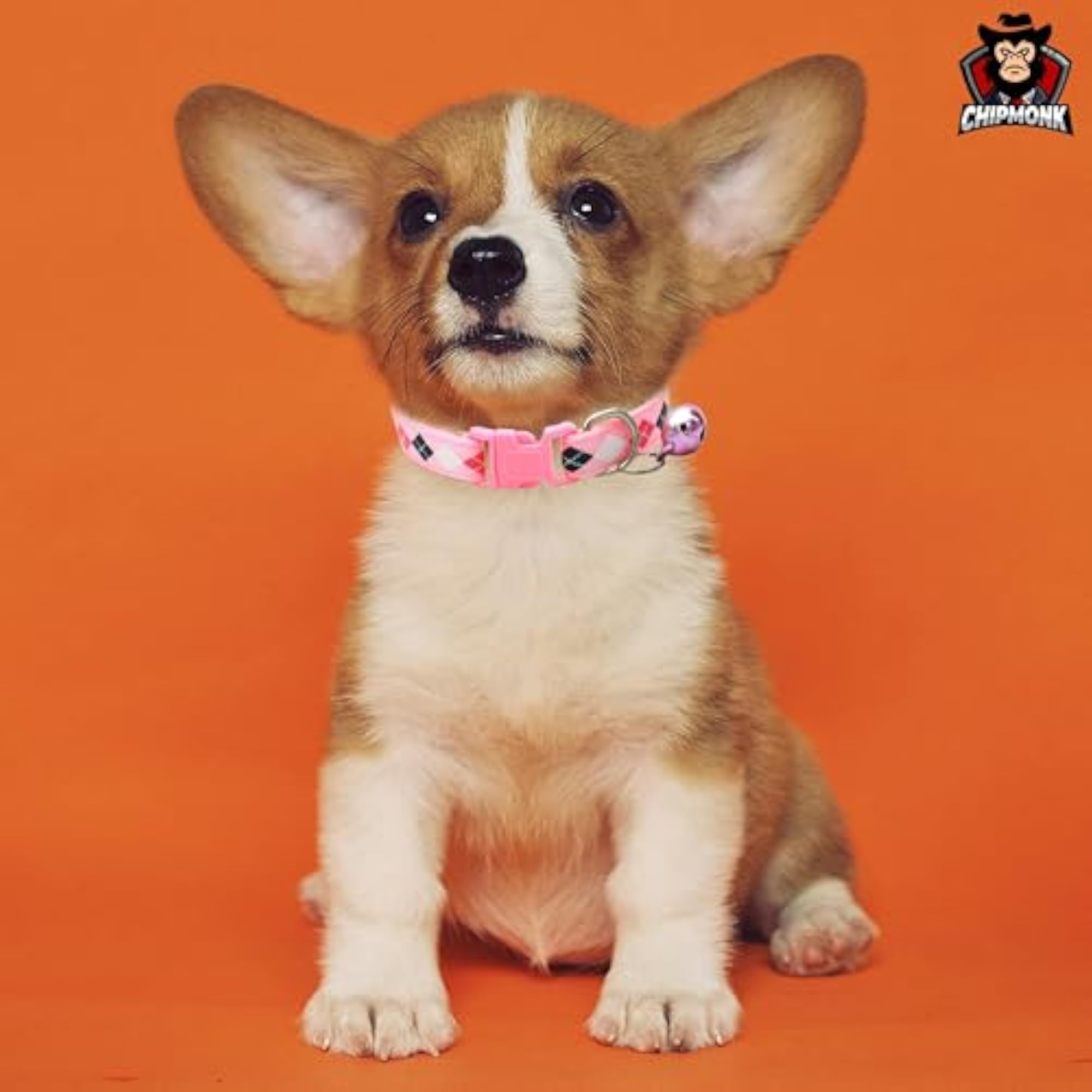 Adjustable Cat & Puppy Collar with Bell, Cute Neckband