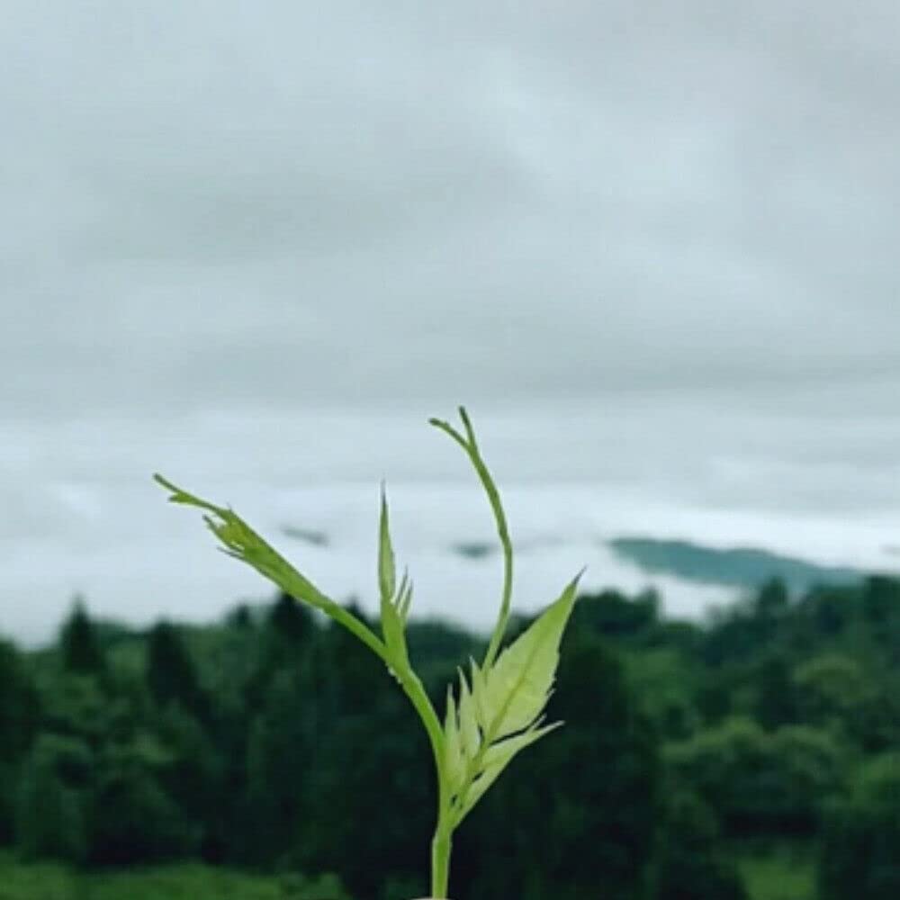 Té Ecológico Orgánico ZhangJiaJie Mao Yan Mei Moyeam Vides salvajes Teng Cha (500g)