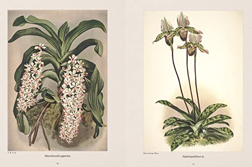 Orquídeas Ilustradas (Coleção 3 Volumes)