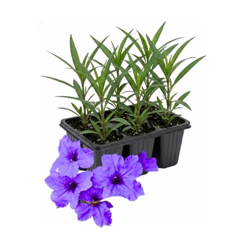 Mexican Petunia Purple Showers image
