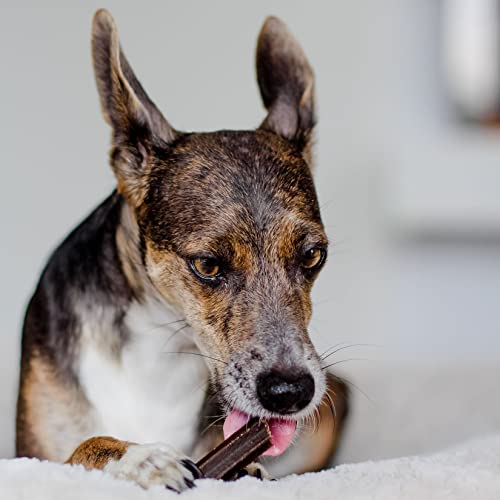 Bellfor Natürliches Dental Sticks Gegen Zahnstein Einfache Anwendung und Dosierung Ausgezeichnete Bekömmlichkeit Bekämpft schlechten Atem und Plaque Für Alle Hunderassen Geeignet (100 g, Sticks)