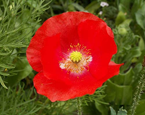 Red Shirley Corn Poppy 500 Seeds Buy 2 Orders Get One Order Free! Easy Grow! #83