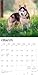 Siberian Huskies | 2026 12 x 24 Inch (Hanging) Monthly Square Wall Calendar | Plastic-Free | BrownTrout | Animal Dog Breeds