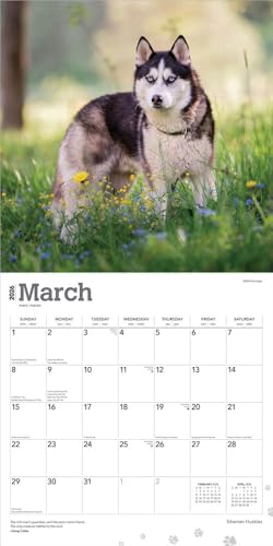 Siberian Huskies | 2026 12 x 24 Inch (Hanging) Monthly Square Wall Calendar | Plastic-Free | BrownTrout | Animal Dog Breeds - image 3