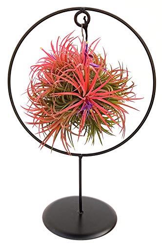 POWERS TO FLOWERS - TILLANDSIA DELL'ARIA MAGIC RED IN SUPPORTO FERRO XL, pianta vera