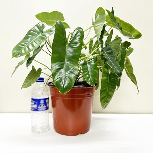 Image of Sapling's World Thermoformed Plastic Pots | 8 Inch Size | Terracotta Colour | Unbreakable |Multiple Holes for Better Drainage |Best for Indoor & Outdoor Plants (Pack of 24)