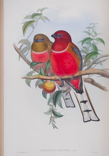 Toile murale oiseau Harpactes Hodgsoni John Gould de 60x90cm