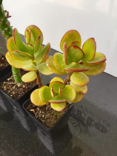 Tris di piante grasse e succulente: Crassula Ovata, Tetragona e Opuntia Subulata - coltivazione bio - età 2 anni - Image 8