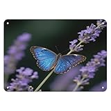 Letrero vintage de hierro con estampado de mariposa morfo azul para el hogar, oficina, dormitorio, sala de estar, cafetería, decoración de pared, 7.9 x 5.5 pulgadas