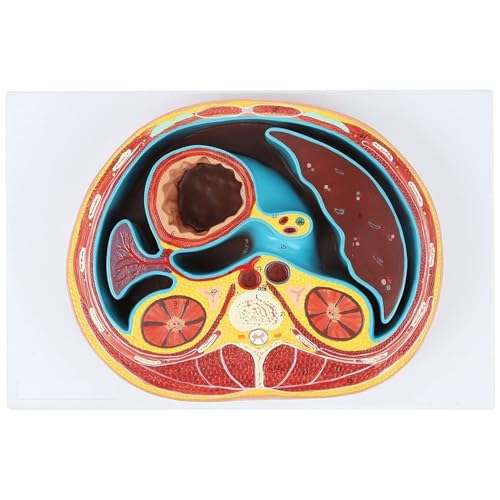 HEQIM Abdominal Cross-Section Lumbar vertebrae Human Thorax Model, Human Anatomy Model, Thoracic Cross-Section Model Urinary System Teaching Anatomy Model