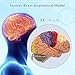 DSFGFRR Human Brain Model 2X Life‑Size, Brain Anatomy Model for Neuroscience, 4‑Part Detachable 3D Brain Model with Laser‑Engraved Labels and Stand for Psychology Neuroscience Learning