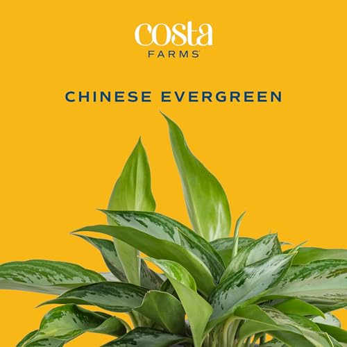 Image of Costa Farms Aglaonema, Chinese Evergreen, Live Indoor Plant, Potted in Grower's Pot, 30-Inches Tall