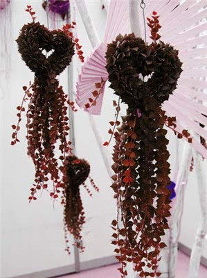 CUSHY Seeds:100 pcs/Bag Exotic Money Leaves s Outdoor & Indoor Bonsai Potted Rattan e Plant Seedsfor Home Garden Decor : 8