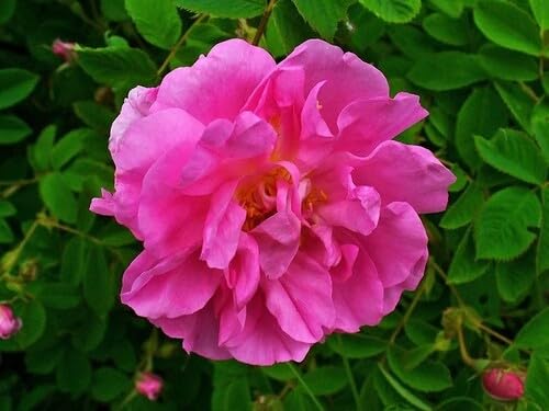 100pcs Pink Damask Rose Flower Seeds