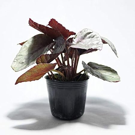 Amazon コケのインテリア コケリウム テラリウム 苔盆栽 苔玉 ベゴニアレックス ビック 観葉植物 オンライン通販