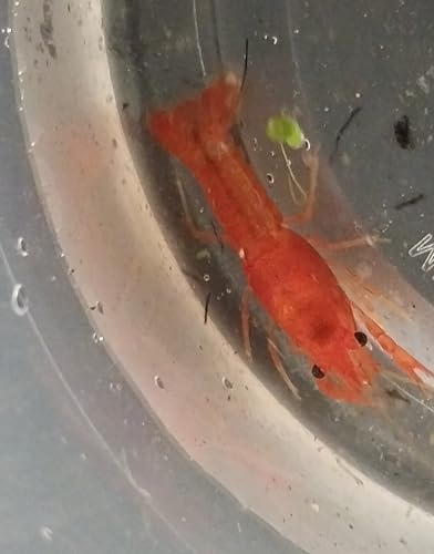 Live Freshwater Mexican Dwarf Crayfish 5 Pack