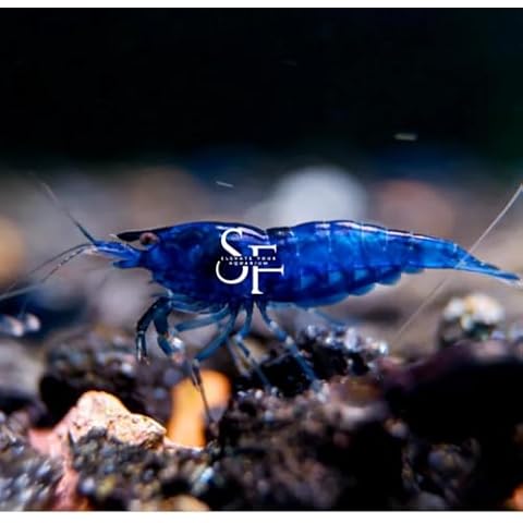 SF Aquatic 20 High Grade Blue Dream Shrimps Neocaridina Live Freshwater Shrimp Aquarium Inverts. Adult Breeding Age. Live Arrival Guarantee Cover