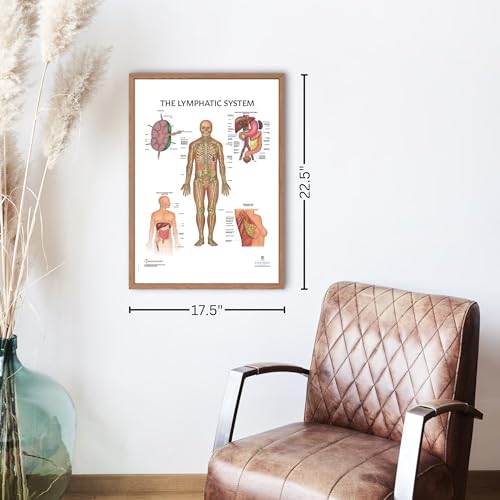Image of Anatomy Lab Human Lymphatic System Anatomy Poster, LAMINATED, Anatomy and Physiology, 17.3 x 22.5 Inches, Body System Diagram, Anatomical Chart for Education Learning and Students