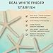Nautical Crush Trading Starfish Decor - Star Fish for Craft - 10pk Real 6-8