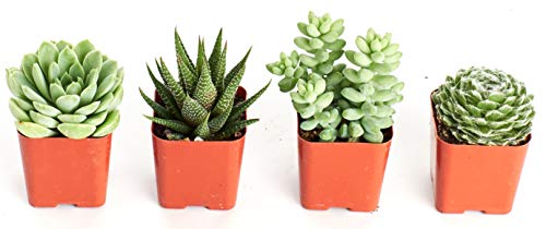 Shop Succulents | Purr-FECT Collection of Pet-Friendly Live Succulent Plants, Hand Selected Variety Pack of Mini Succulents | Collection of 4