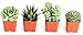 Shop Succulents | Purr-FECT Collection of Pet-Friendly Live Succulent Plants, Hand Selected Variety Pack of Mini Succulents | Collection of 4