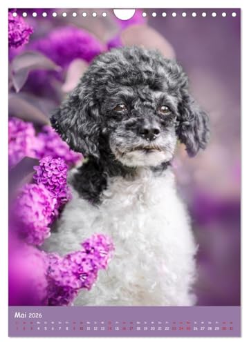 Flora Canidae - der Hunde-Blühpflanzen-Kalender (Wandkalender 2026 DIN A4 hoch), CALVENDO Monatskalender: Hunde und blühende Pflanzen streicheln die Seel, sie machen glücklich! (CALVENDO Tiere)