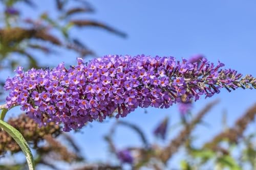 Buddleia davidii - Arbre à papillons - vivace