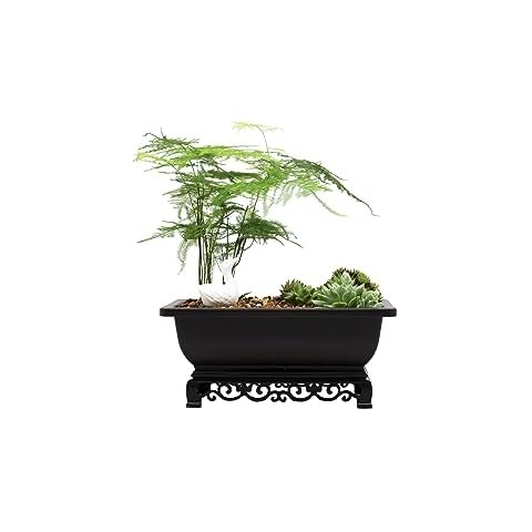 Cotta Planters Elegant Bonsai Pot Set Cover