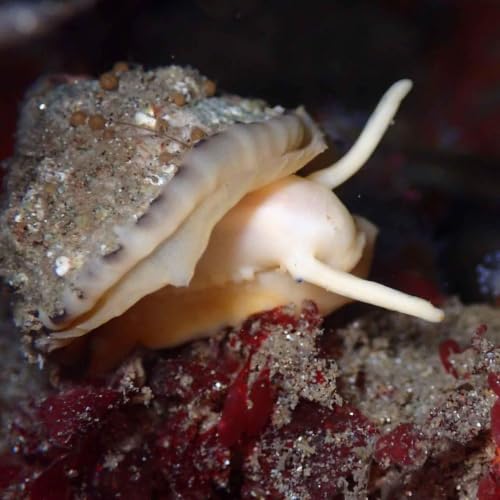 Facts: The Rough Keyhole Limpet