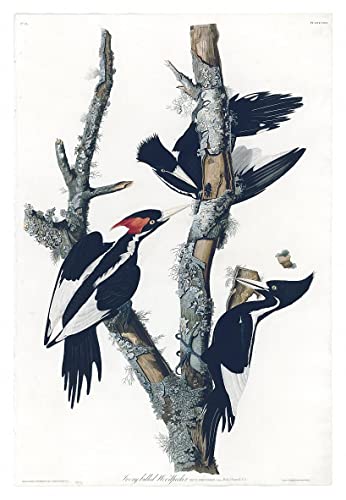 Pintura al óleo clásica SERENDIPITP de 60x90cm, lienzo abstracto de aves de América