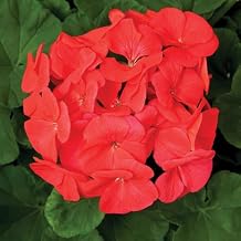 Pinto Premium Series Geranium Coral  10 Seeds Pelargonium x hortorum | 12-18" Upright Plants, 4-5" Blooms | Annual or Perennial | Heat & Drought Tolerant | Mixed Colors | Non-GMO