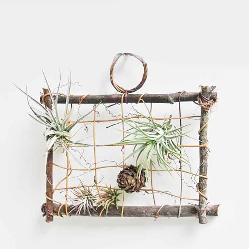 Dranvosk Wooden Air Plant Holder Wall Mounted Display Frame for Tillandsia | Rustic Hanging Planter for Indoor Plants | Live Air Plant Hanger with Natural Home Decor