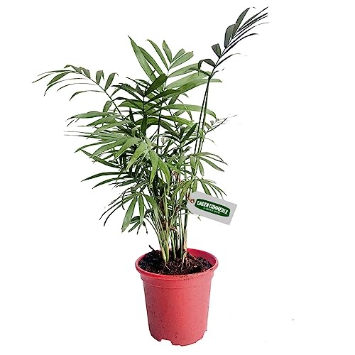 Palmeira Chamaedorea Ideal Para Ambientes Internos - Escritórios e Apartamentos - Fácil de Cuidar