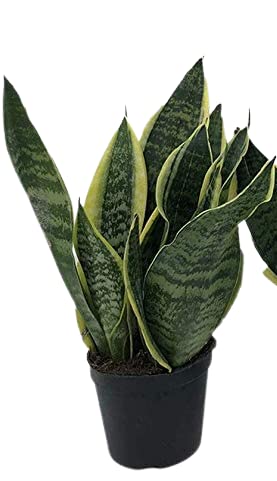 Italy Green Life - Sansevieria Superba, una pianta con Vaso Ø 12 cm dall'Altezza di circa 35 cm. Sanseveria Pianta Vera, Piante da Interno Sempre Verdi, Piante Vere da Esterno, Regali per la Casa