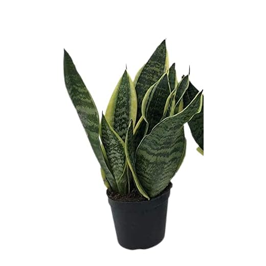 Italy Green Life - Sansevieria Superba, una pianta con Vaso Ø 12 cm dall'Altezza di circa 35 cm. Sanseveria Pianta Vera, Piante da Interno Sempre Verdi, Piante Vere da Esterno, Regali per la Casa