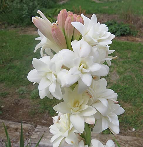 Image of Live Green Flower Bulb Tuberose /Rajnigandha Single /Double Petal Fragrance For Home Gardening (Set Of 2 Bulb)