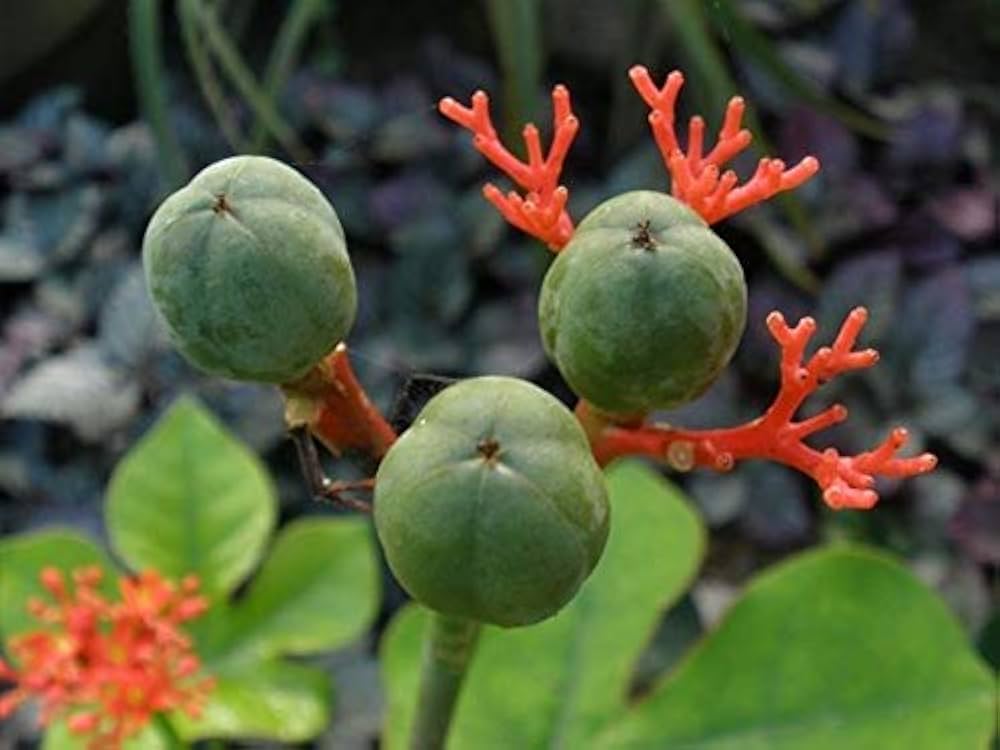 Amazon.co.jp: 【種子】Jatropha Podagrica ヤトロファ