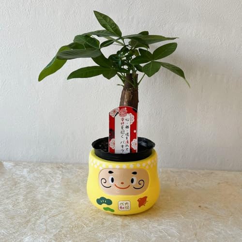 幸せを呼ぶ ミニ 観葉植物【パキラ 財運だるま鉢カバー付き 1個】品種おまかせ 健康 運気アップ 新婚祝い 結婚記念日 誕生日 敬老の日 母の日 父の日 バレンタイン ホワイトデー クリスマス ギフト (パキラ黄)