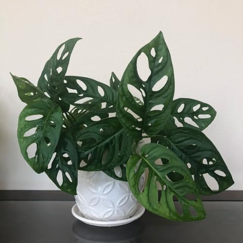 semillas de monstera de interior Plantas resistentes para el jardín, plantas resistentes en macetas. semillas de plantas de interior, semillas Plantas que cubren el suelo, resistentes, 350pcs