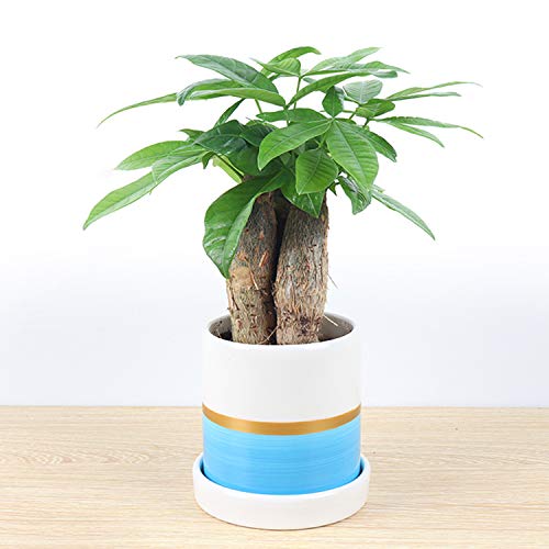 Ufrount Ceramic Planter Pot with Drainage Holes, Succulent Planter Pots Planting Pot Flower Pots for Mini Plant Perfect for Garden, Kitchen, Windowsill - Set of 3 (Blue)