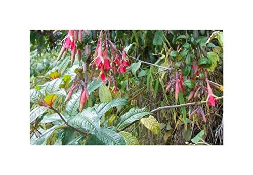 Pcs - 10x Fuchsia Sessilifolia Arbuste Jardin Plantes - Graines ID1352 - Seeds & Plants Shop by Ipsa